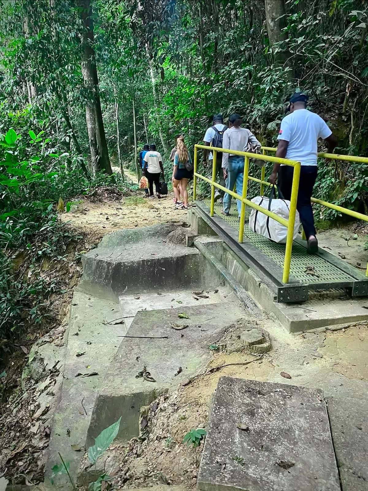 Trilho e ponte na floresta